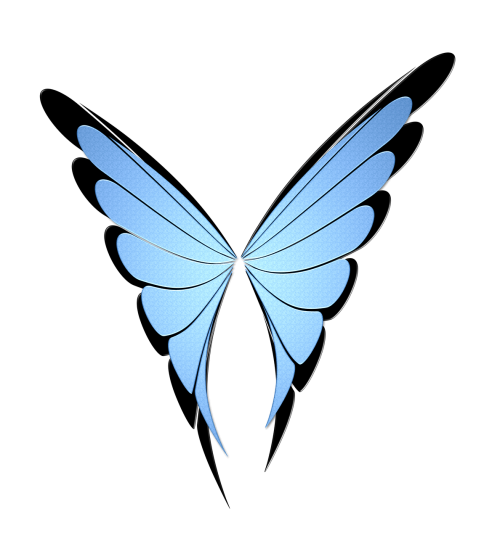 butterfly insect blue