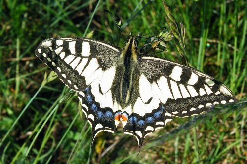 butterfly dovetail insect