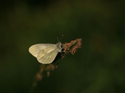 butterfly wood white nature