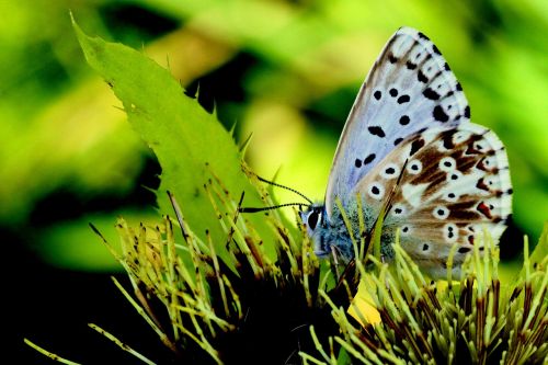 butterfly animal color