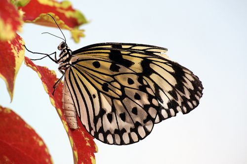 butterfly paper kite macro