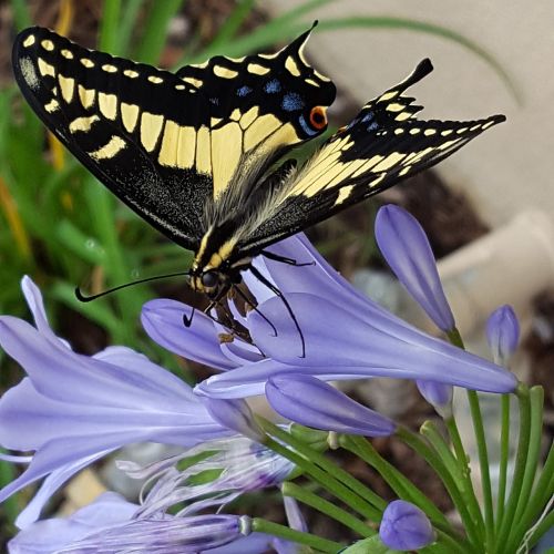 butterfly black swallow tail flower