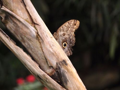 butterfly insect nature