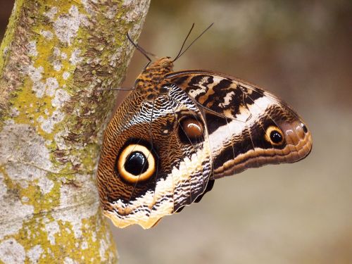 butterfly insect nature