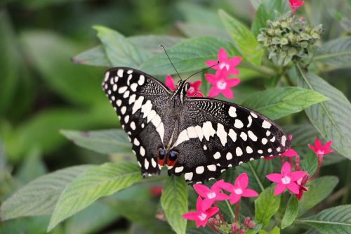 butterfly lepidoptera insect