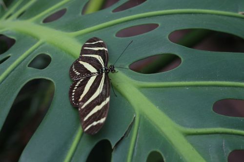 butterfly leaf tropical