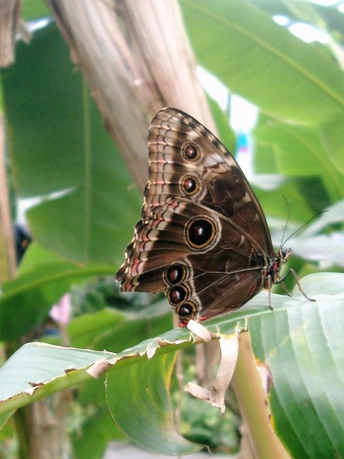 butterfly insect garden