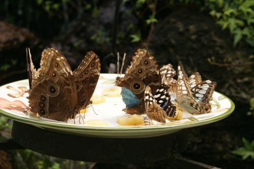 butterfly butterflies bowl