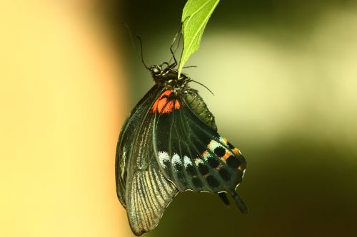 butterfly tropical butterfly elegant