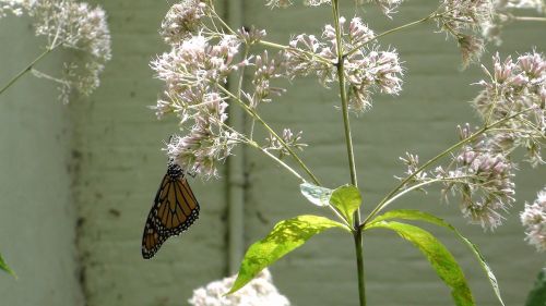 butterfly flowers leaves