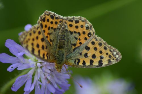 butterfly admiral edelfalter