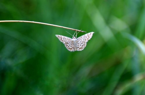 butterfly moth hang