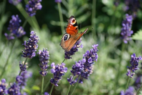 butterfly on flower autumn