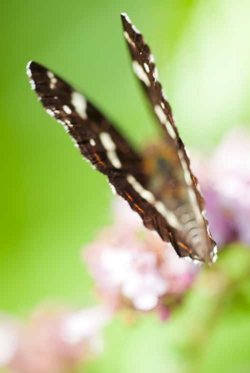 butterfly defocussieren insect