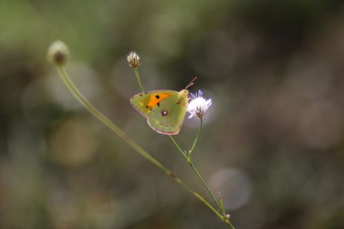 butterfly yellow insecta