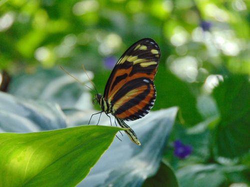 butterfly leaf wallpaper