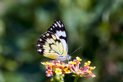 butterfly africa colorful