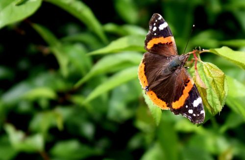 butterfly nature summer