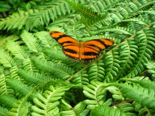 butterfly leaves green