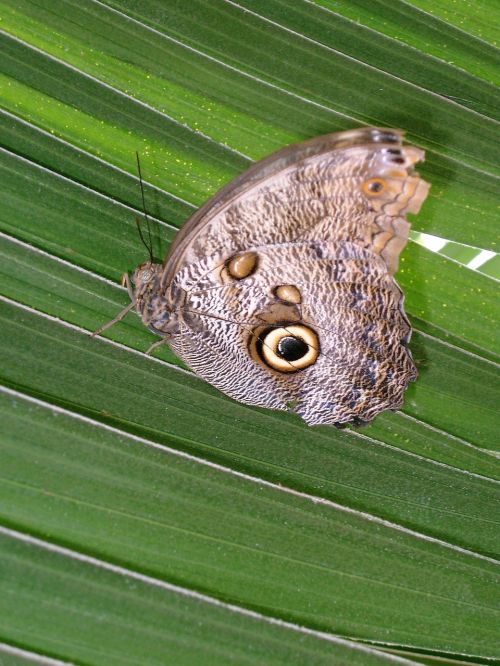 butterfly nature garden