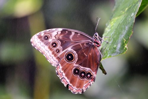 butterfly nature garden