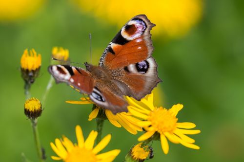 butterfly peacock butterfly close