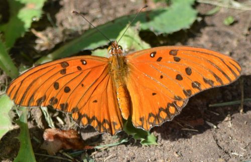 butterfly nature orange