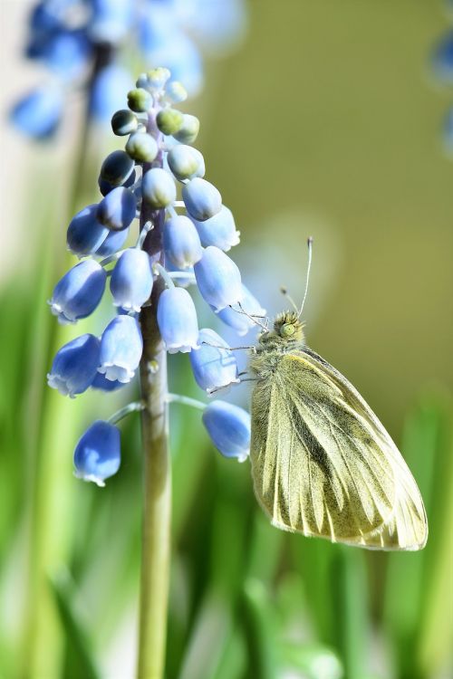 butterfly gonepteryx rhamni animal