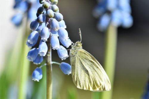 butterfly gonepteryx rhamni animal