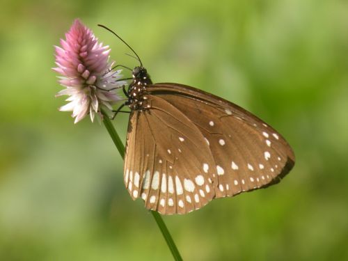 butterfly green insect