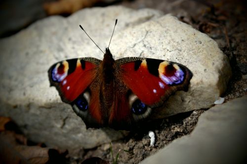 butterfly wings insect