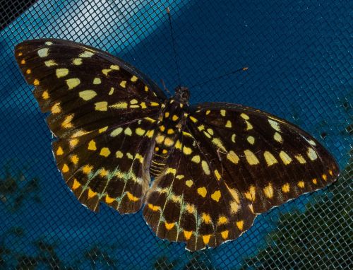 butterfly insect public record