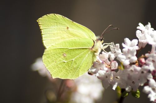 butterfly green macro