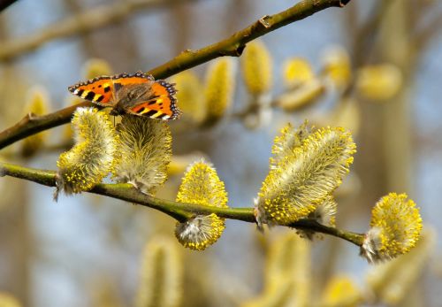 butterfly willow catkin spring
