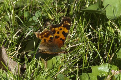 butterfly orange black