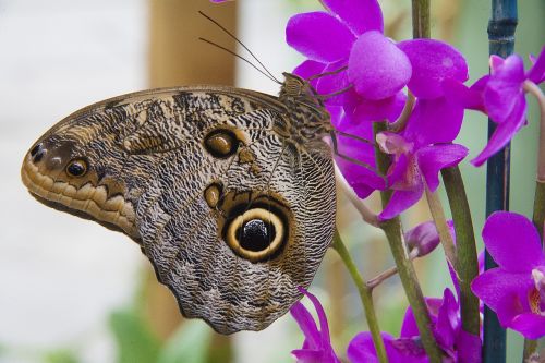 butterfly wing flower