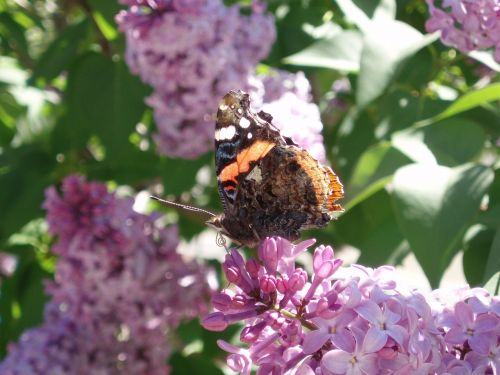 butterfly flowers spring