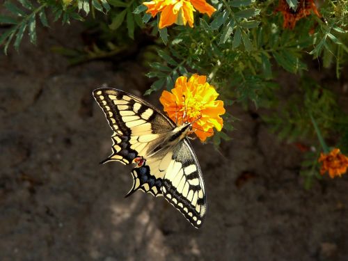 butterfly flowers summer