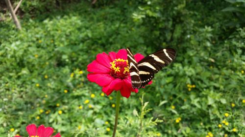 butterfly garden flowers