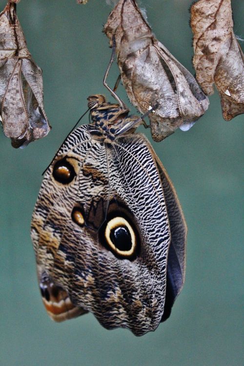 butterfly insect larva