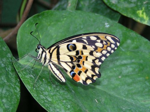 butterfly colorful