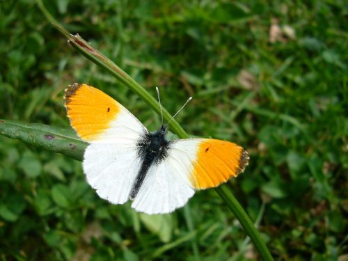 butterfly aurora butterfly