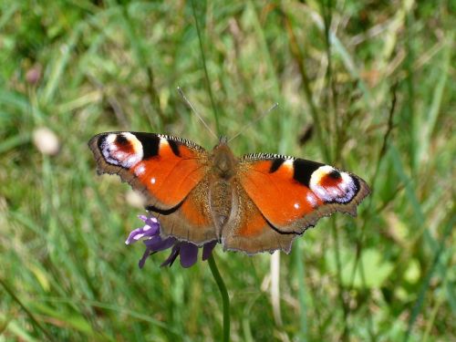 butterfly peacock butterfly