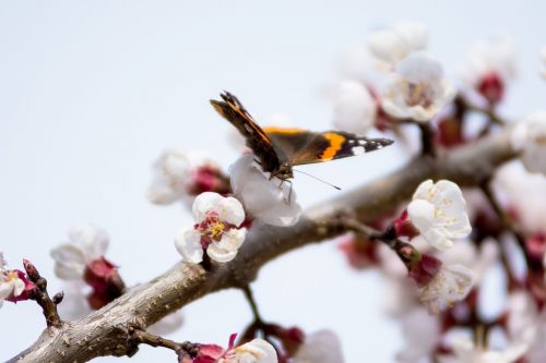 butterfly flowers spring