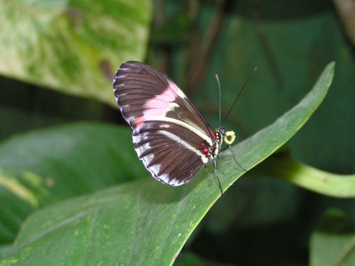 butterfly nature wing