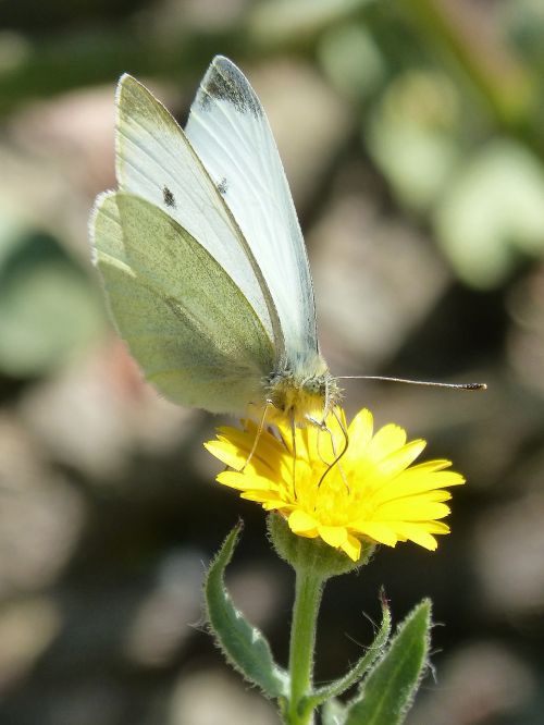 butterfly libar pollen