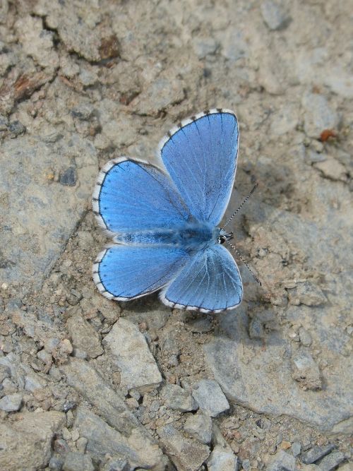 butterfly blue butterfly blaveta of the farigola