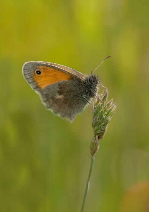 butterfly meadow insect