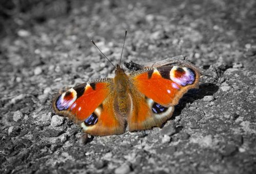 butterfly peacock spring