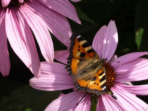 butterfly flowers nature